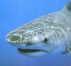 Quiz Requins