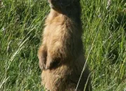 Quiz Les animaux de la montagne