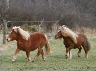 A quel ge les chevaux partent-ils  la retraite ?