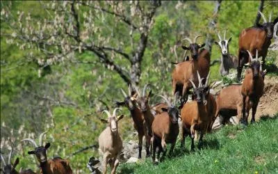 Lors d'une bataille au XVe sicle, pourquoi un seigneur albanais a-t-il fix des bougies, une nuit, sur les cornes de milliers de chvres ?