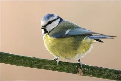 De quel oiseau s'agit-il ?