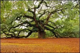 On connat l'ge d'un arbre en comptant ses cernes. Un cerne correspond  ...