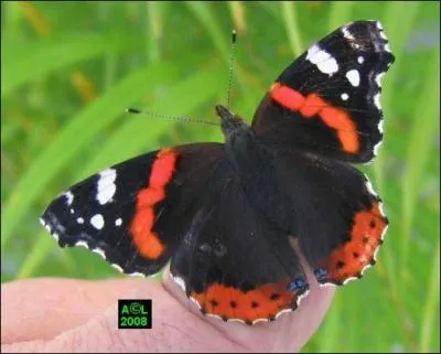 C'est une plante, un dieu, et c'est aussi ce papillon :