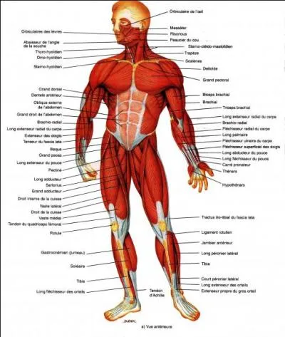 Quel est l'organe le plus muscl du corps humain ?