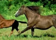 Quiz Les connaisseurs des chevaux