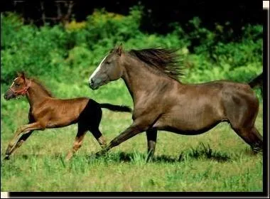 Quel est le nom scientifique des chevaux ?