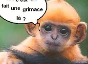 Quiz Malin comme un singe