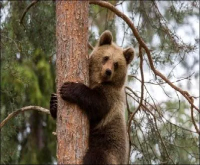 Animaux - Quelle espce d'ours n'existe pas ?