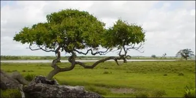 Quel arbre produit la noix de cajou ?