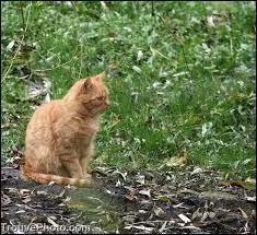 Au dbut du livre, Rusty fait un rve trange de quoi s'agit-il ?