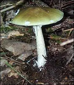 Quel est ce champignon ?