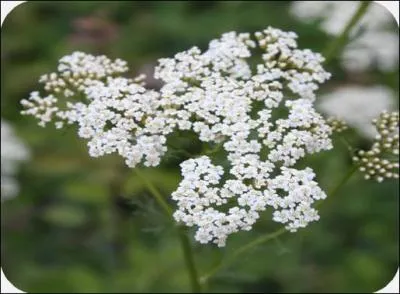 Quelle est cette fleur ?