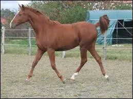 Quelle est la race de ce cheval ?