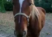 Quiz Races de chevaux