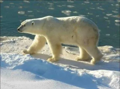 L'ours blanc mle adulte pse combien de kilogrammes ?