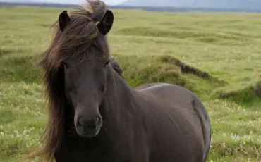 Quiz Chevaux