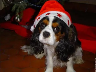 Quel est ce chien mignon  croquer sous son bonnet rouge ?