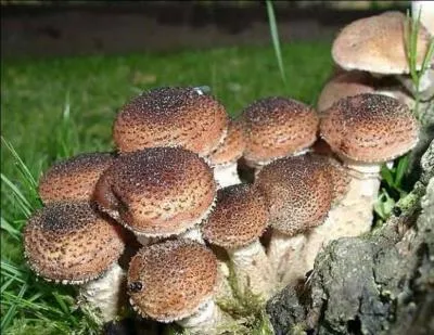 L'armillaire d'Ostoya est un champignon. Il dtient un record bien particulier, lequel ?