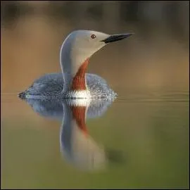 Quel est le plus petit plongeon ?