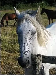 Vrai ou faux ? Un cheval ne sent pas si une mouche se pose sur son dos .