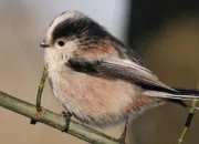 Quiz Les oiseaux des jardins