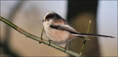 Quel est cet oiseau ?