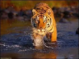 Le tigre dteste l'eau.