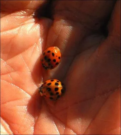 Les coccinelles hibernent-elles ?