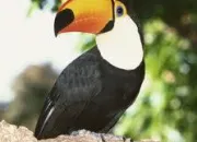 Quiz Le toucan