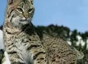 Quiz Les lynx