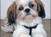 Quiz Le Shih Tzu et le caniche