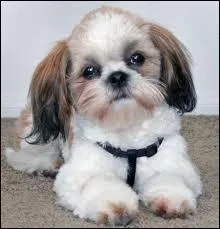 Quels sont les traits de caractre du Shih Tzu ?