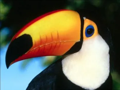 Le toucan que tout le monde connat, qui est-ce ?