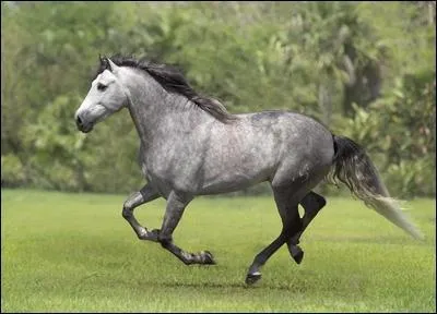 Quelle est la race de ce cheval ?