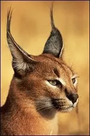 Ce flin est un caracal.