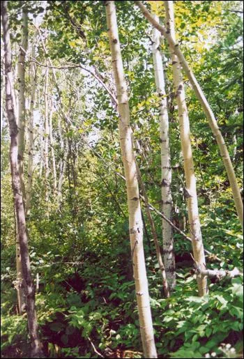 Quel est cet arbre ?