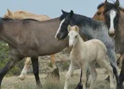 Quiz Races , robes , particularits et autres sur les chevaux