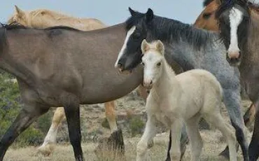 Quiz Chevaux