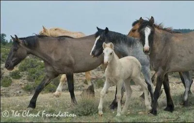 A quelle race appartiennent ces chevaux ?