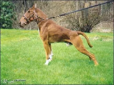 Quel animal a t mlang au cheval ?