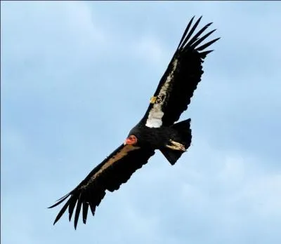 Combien reste-t-il de condors de Californie en captivit ?