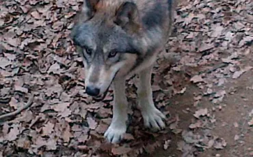 Quiz Animaux