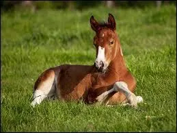 Comment s'appelle le bb du cheval ?