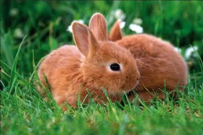 Combien de fois faut-il laver la cage de son lapin ?