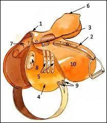 Comment s'appelle la partie 1 de la selle ?