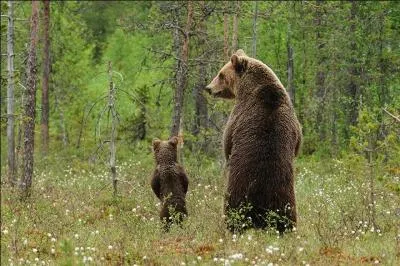 Quel sens est le plus dvelopp chez l'ours ?