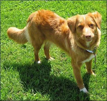 Quel est la race de ce chien?