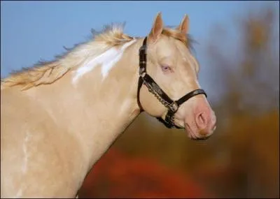 Quelle est la robe de ce cheval ?