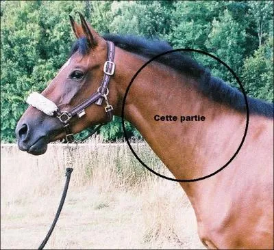 Comment s'appelle le cou du cheval ?