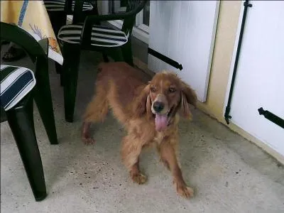 Qu'y a-t-il sous les pattes d'un chien ?